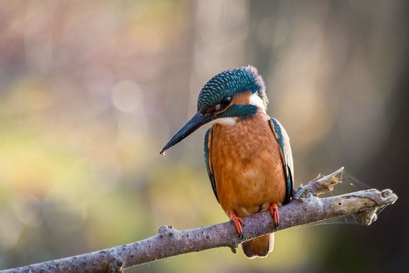 Ijsvogel van Rudie Knol