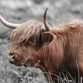 Highlander écossais, également connu sous le nom de Highland Cow sur Rini Kools