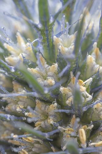 Pastel: Een klein stukje van het topje van een distel