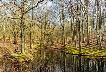 Forêt de hêtres sur la haute rive près de Lietzow sur GH Foto & Artdesign