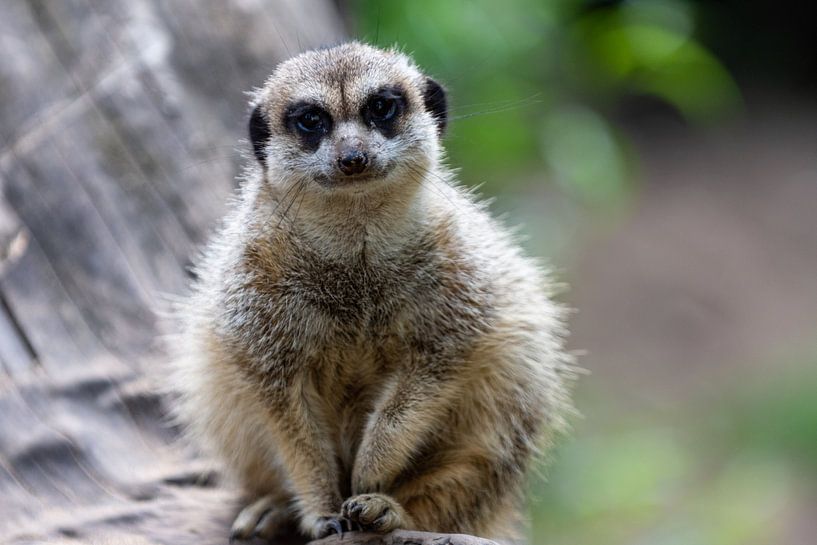 Meerkat by Nander Speerstra