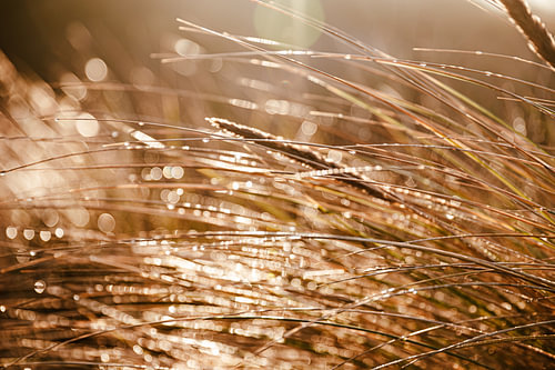 Duingras met bokeh