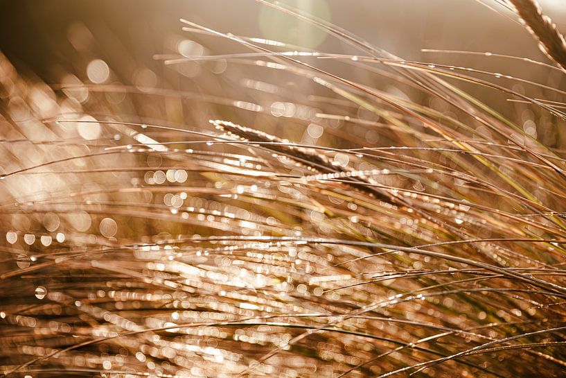 Dune grass with bokeh by Yanuschka | Fotografie Noordwijk