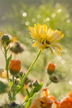 Zomerbloemen in de zon in een ochtend in de zomer van Edith Albuschat