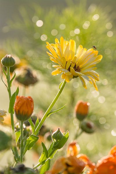 Sommerblumen im Sonnenschein an einem Morgen im Sommer von Edith Albuschat