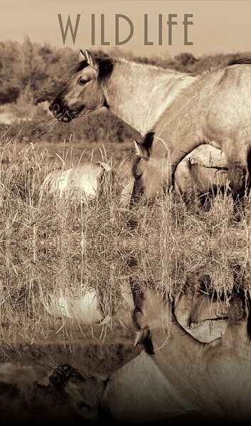 Konikpaarden aan het water van Carla van Zomeren