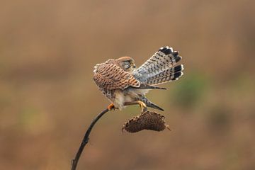 een vrouwelijke torenvalk (Falco tinnunculus) zit op een zonnebloem en verzorgt zijn verenkleed van Mario Plechaty Photography