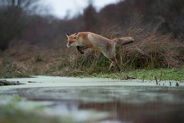 jumping... Red Fox *Vulpes vulpes* sur wunderbare Erde