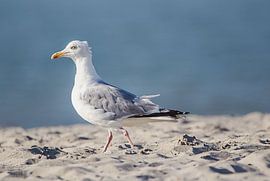 seagull walking in sand by natascha verbij