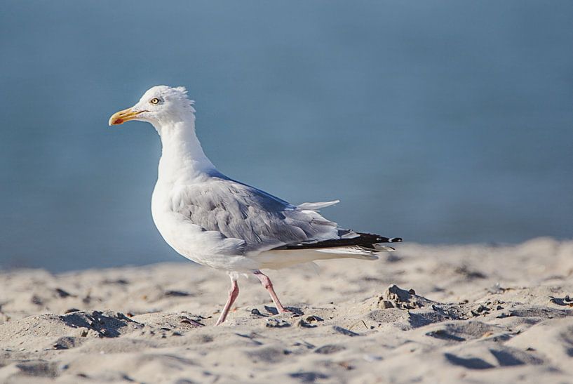 seagull walking in sand by natascha verbij