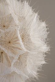 Sérénité naturelle : Gros plan sur le duvet d'un Tragopogon sur Marjolijn van den Berg