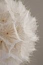 Natuurlijke serene sfeer: Close-up van pluisjes van een Tragopogon van Marjolijn van den Berg thumbnail