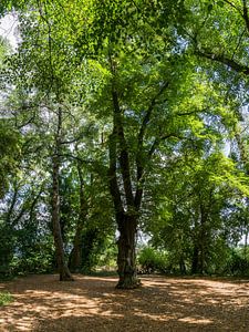 Der große alte Baum