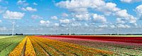 Tulpenfeld Flevoland von Ivo de Rooij Miniaturansicht
