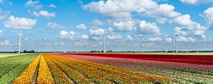 Tulpenveld Flevoland van Ivo de Rooij