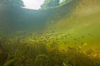 Schooltje baarzen in sloot