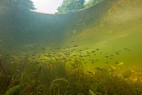 Schooltje baarzen in sloot