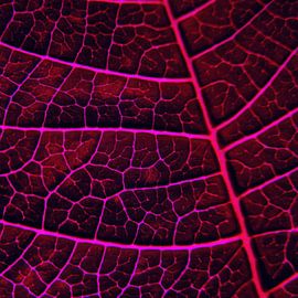 LEAF STRUCTURE RED VIOLET no3 von Pia Schneider