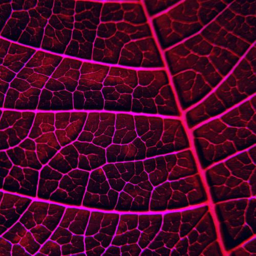 LEAF STRUCTURE RED VIOLET no3