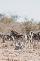 Bébé zèbre se reposant sous le regard attentif du troupeau
