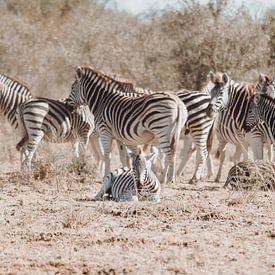 Baby zebra rust uit onder de waakzame ogen van de kudde van Geke Woudstra