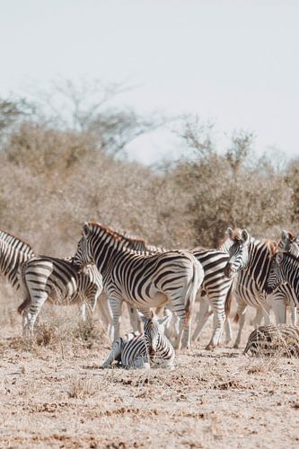 Bébé zèbre se reposant sous le regard attentif du troupeau sur Geke Woudstra