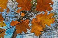 Autumn Leaves: Warmth on your Wall