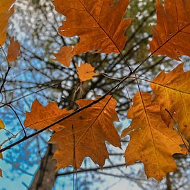 Autumn Leaves: Warmth on your Wall by Kristof Leffelaer