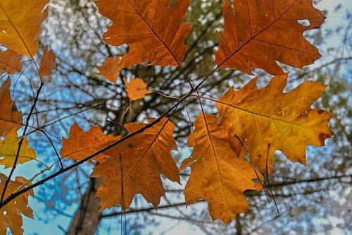 Herfstbladeren: Warmte aan uw Muur