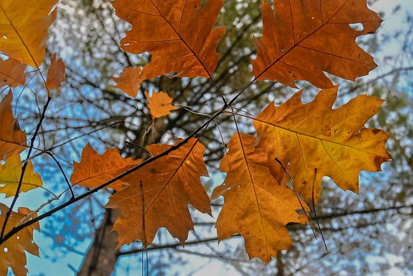 Feuilles d'automne : De la chaleur sur votre mur par Kristof Leffelaer