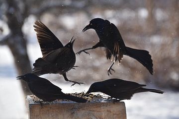 Bronzen grackles bij de feeder van Claude Laprise