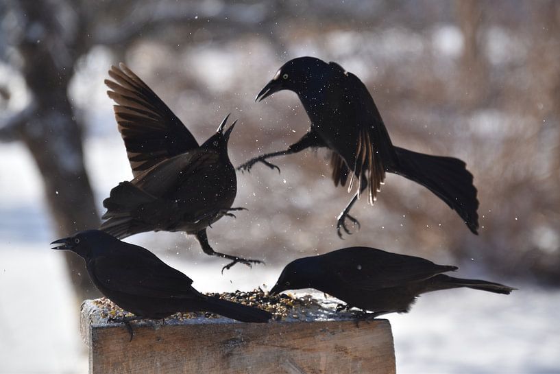 Bronze grackles at the feeder by Claude Laprise