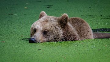 Brown bear in water von Randy van Domselaar