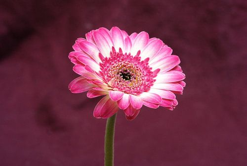 Pink gerbera