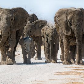 Les éléphants sur la route sur Jacco van Son