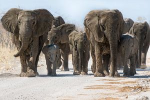 Elephants on the road by Jacco van Son