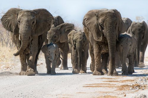 Les éléphants sur la route sur Jacco van Son
