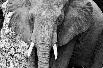 Olifant in Afrika