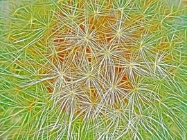 Pretty Fluffy (Dandelion Art) by Caroline Lichthart