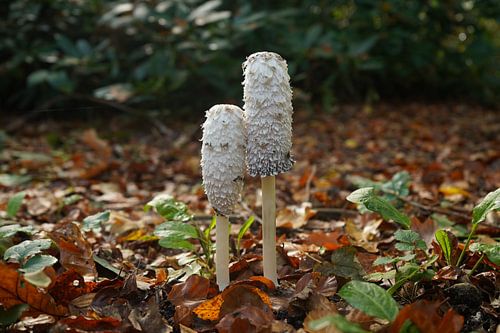 champignon à encre écailleuse sur Madeltijntje