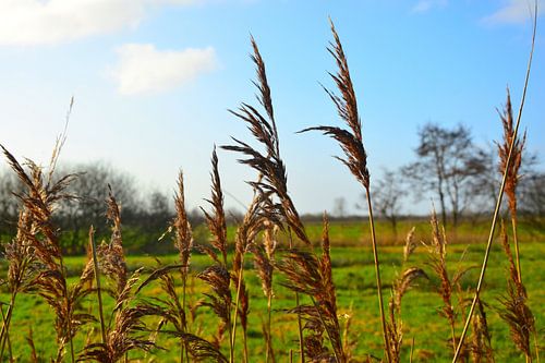 Riet doorkijkje op de doezumermieden, doezumertocht, Groningen