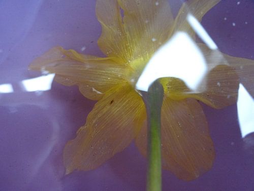 BLUME XII