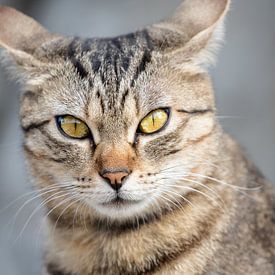 cute tabby cat looking at camera with big yellow eyes by VIDEOMUNDUM