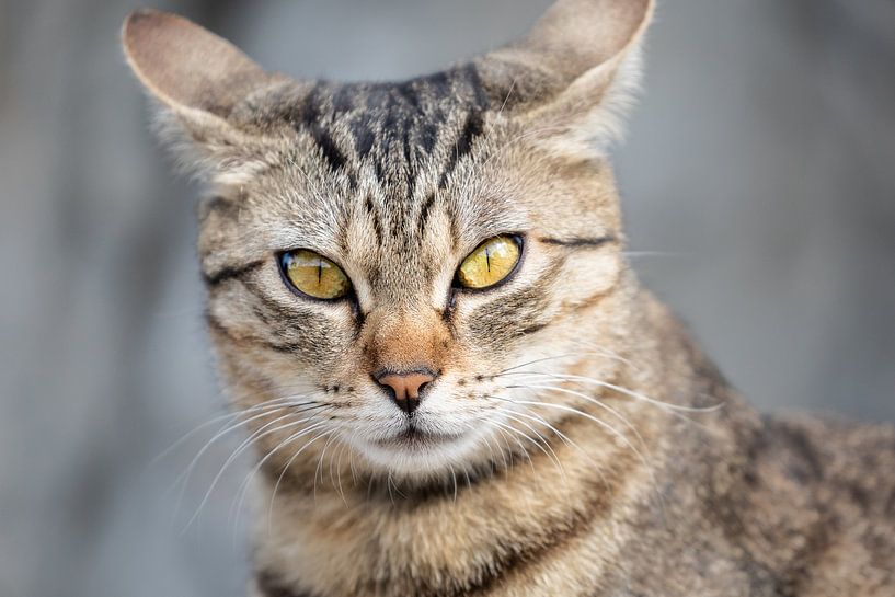 getigerte Katze von VIDEOMUNDUM