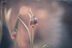 Blumen Teil 101