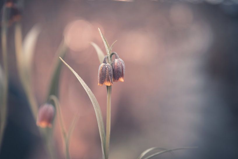 fleurs partie 101 par Tania Perneel