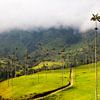 Palmiers à cire dans la vallée de Cocora, près de Salento, en Colombie. sur Bart van Eijden