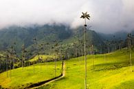 Hunderte gigantischen Wachspalmen, im Nationalpark Valle de Cocora, Kolumbien von Bart van Eijden Miniaturansicht