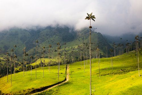 Hunderte gigantischen Wachspalmen, im Nationalpark Valle de Cocora, Kolumbien