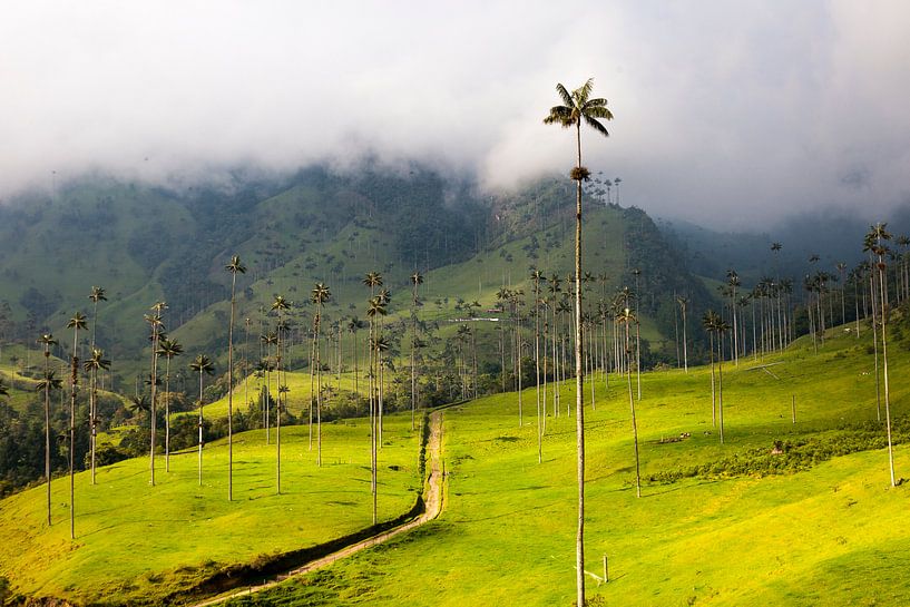 Palmiers à cire dans la vallée de Cocora, près de Salento, en Colombie. par Bart van Eijden
